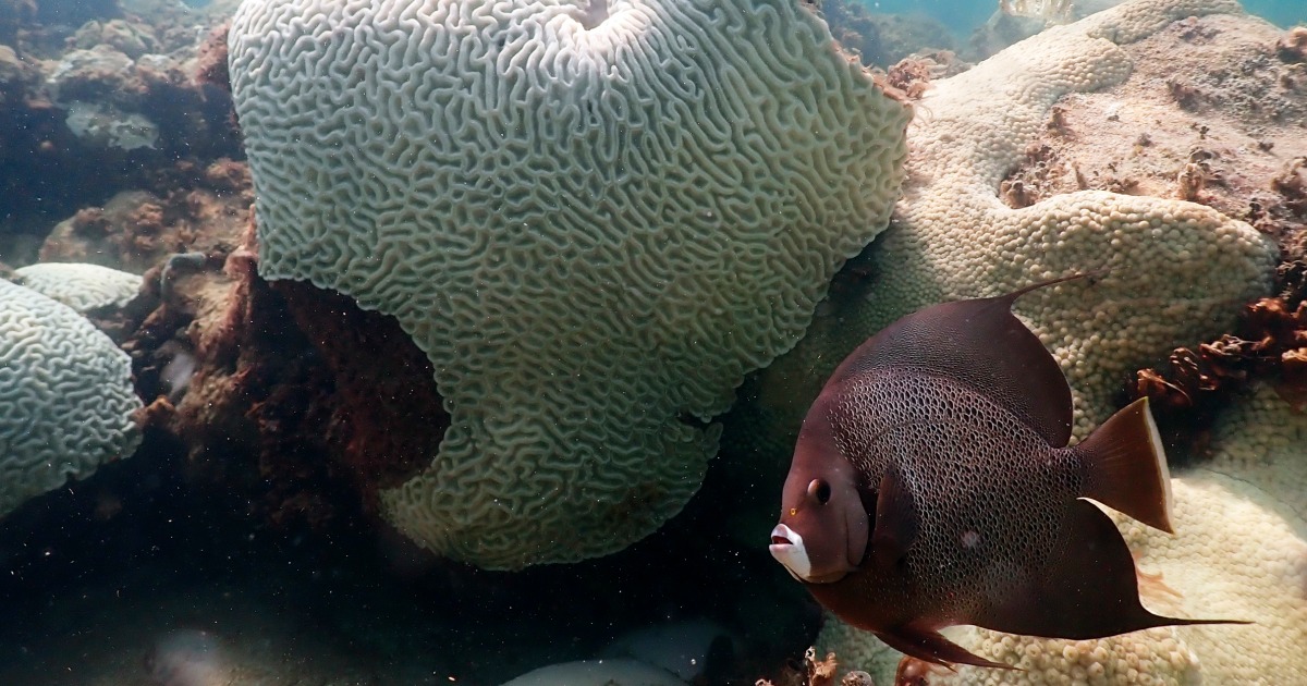 Extreme ocean temperatures threaten to wipe out Caribbean coral