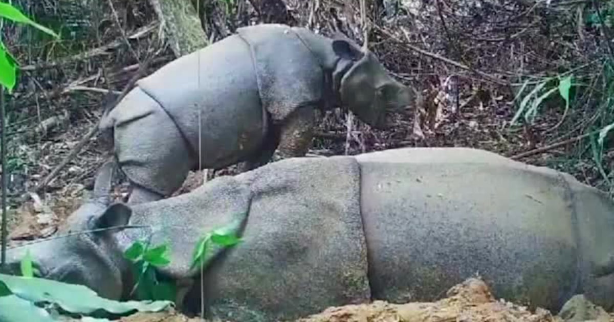 One of the world's most endangered species, the Javan rhino, welcomes a new calf
