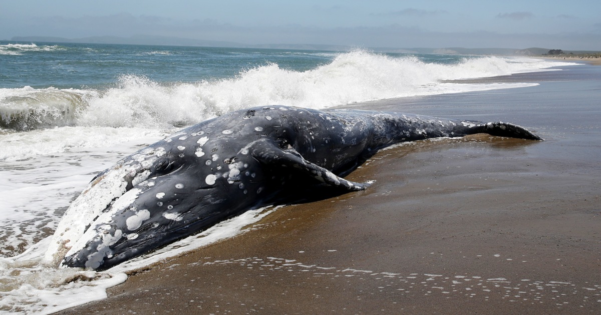 Why have hundreds of gray whales washed up dead since 2019?