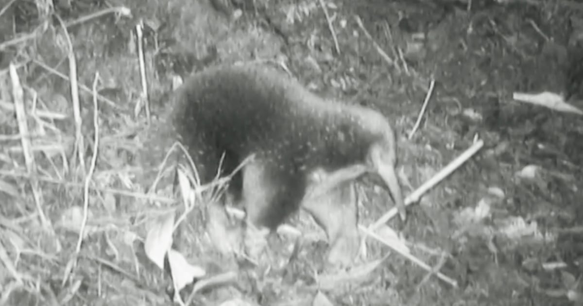 The endangered mammal laying eggs has been spotted for the first time in more than 60 years